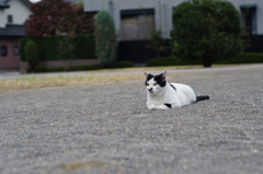 公園の猫ちゃん