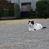 公園の猫ちゃん