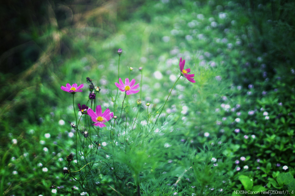 気の早いお花達、、、