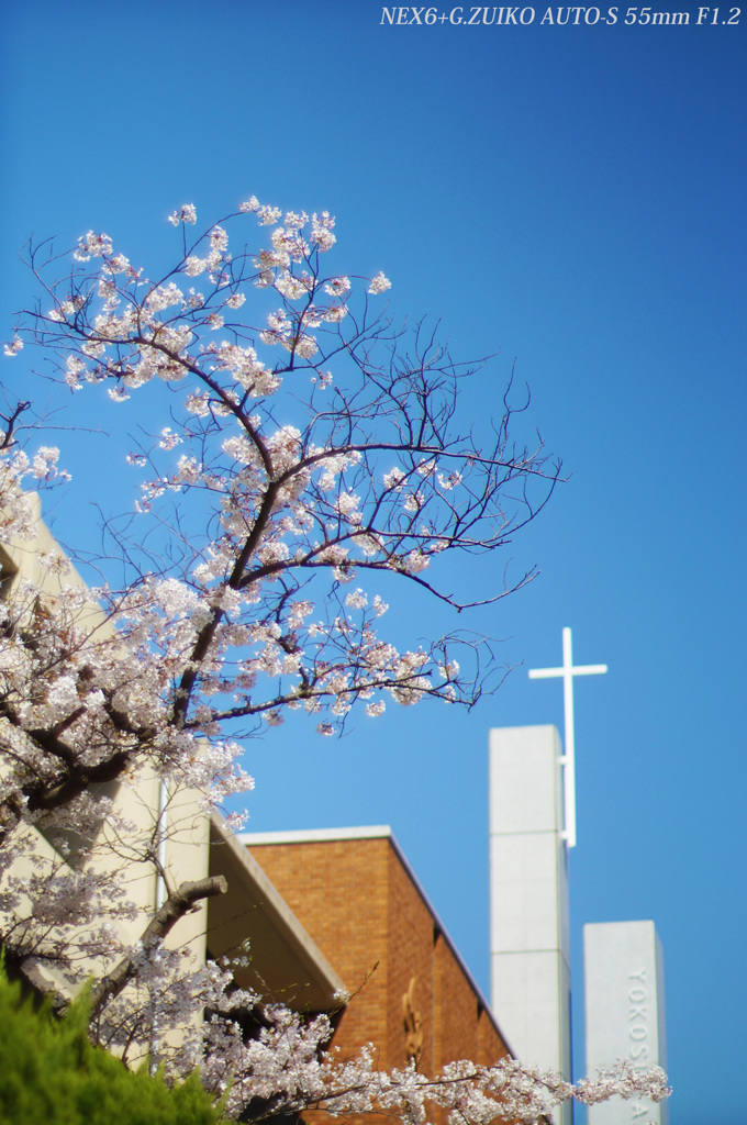 桜