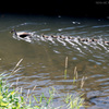 カルガモ親子の一列縦隊～♪♪