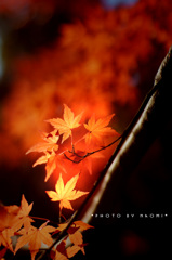 紅葉