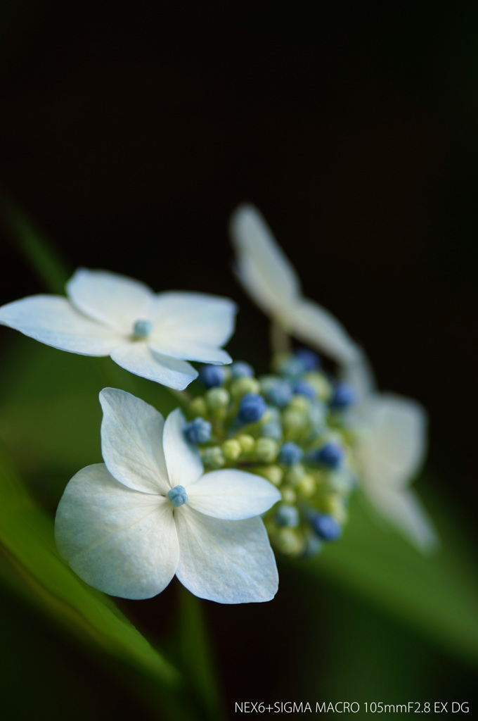 ひっそり咲いてる紫陽花