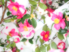 和らかな雪と花