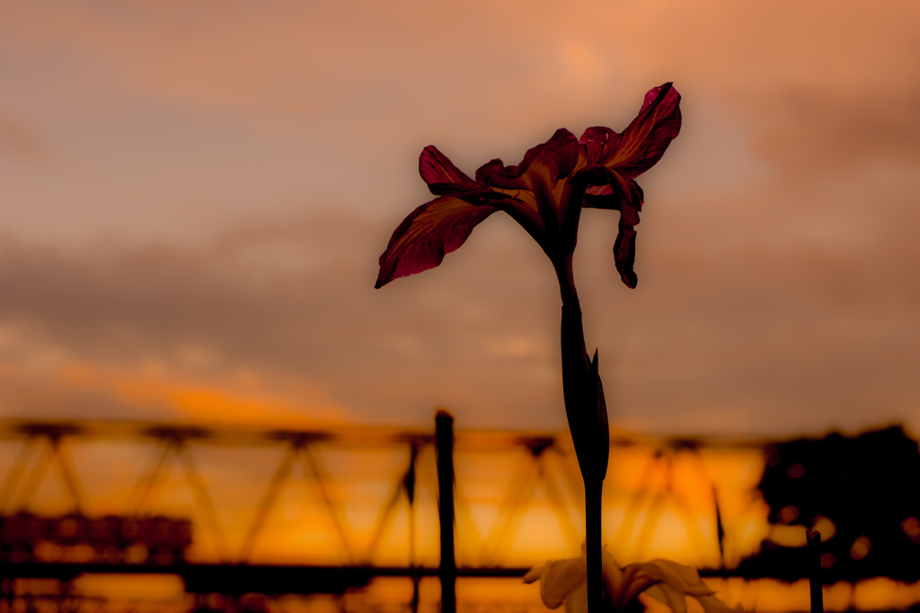 夕暮れに。