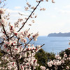 岬の梅