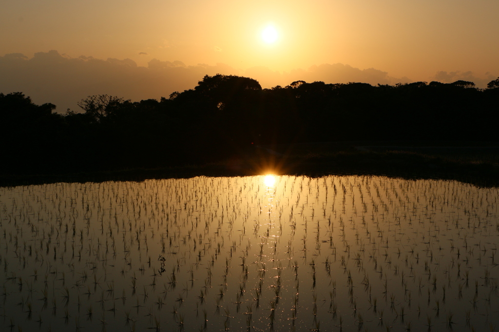 田んぼに映える夕暮れ時の光沢