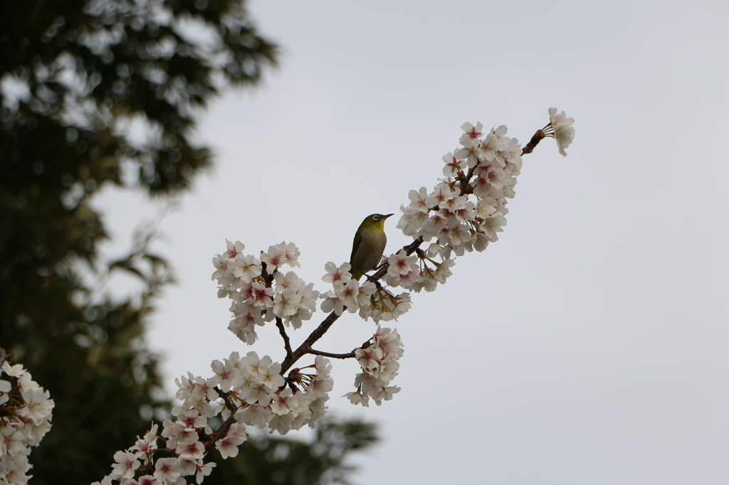 メジロと桜