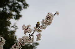 メジロと桜