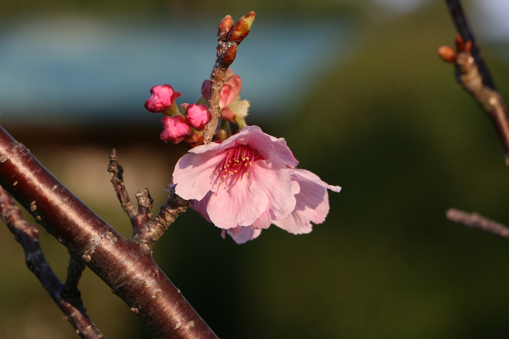 桜ふたたび