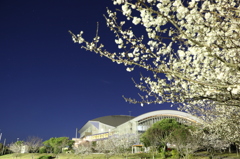 かすかな星空と夜桜