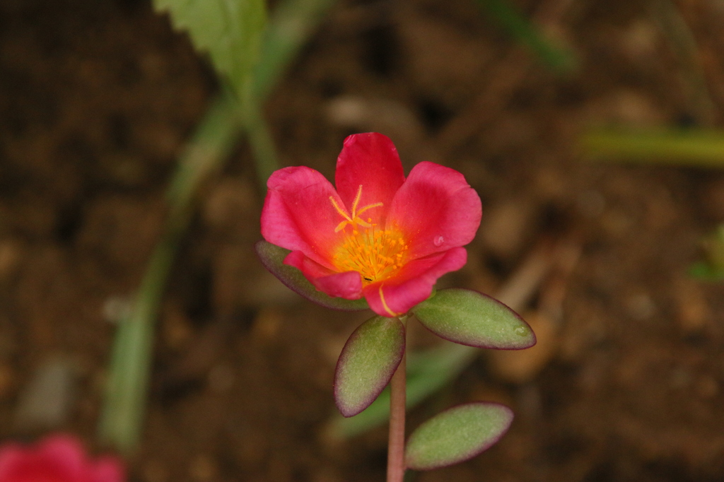 鼓舞する花