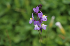 花　･･･　初めての背景ボケ撮影