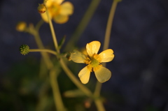 道端にかすかに光る花