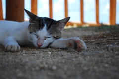 おやすみ猫