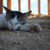 おやすみ猫