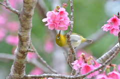 メジロとサクラ