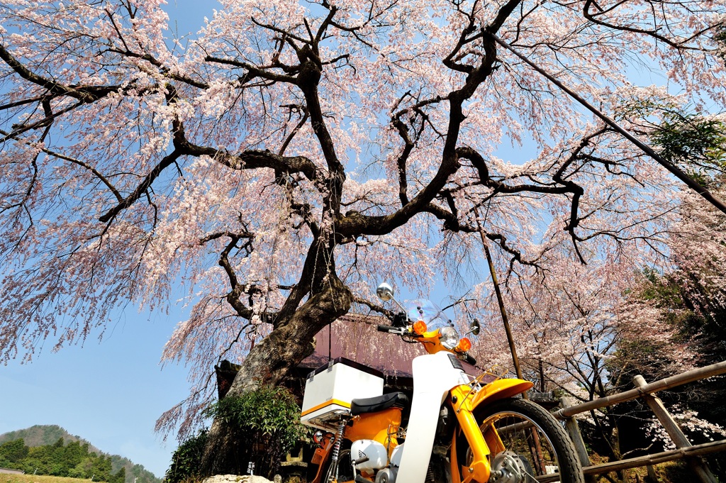 西光寺のしだれ桜