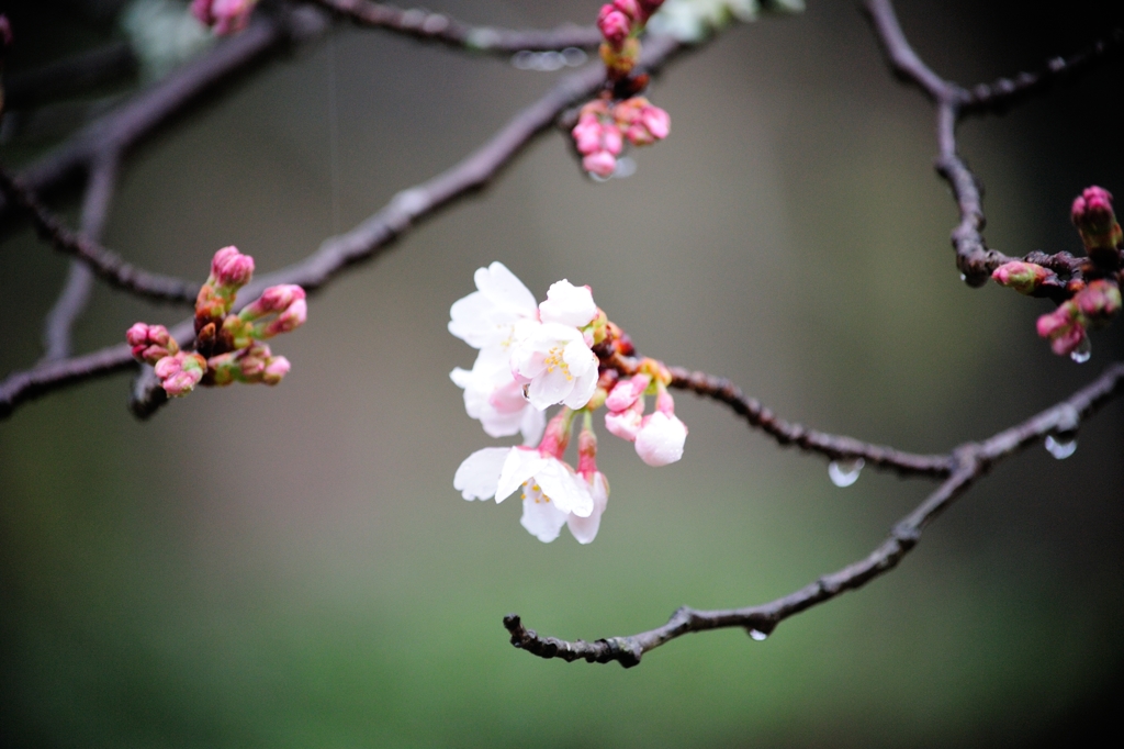 開花。