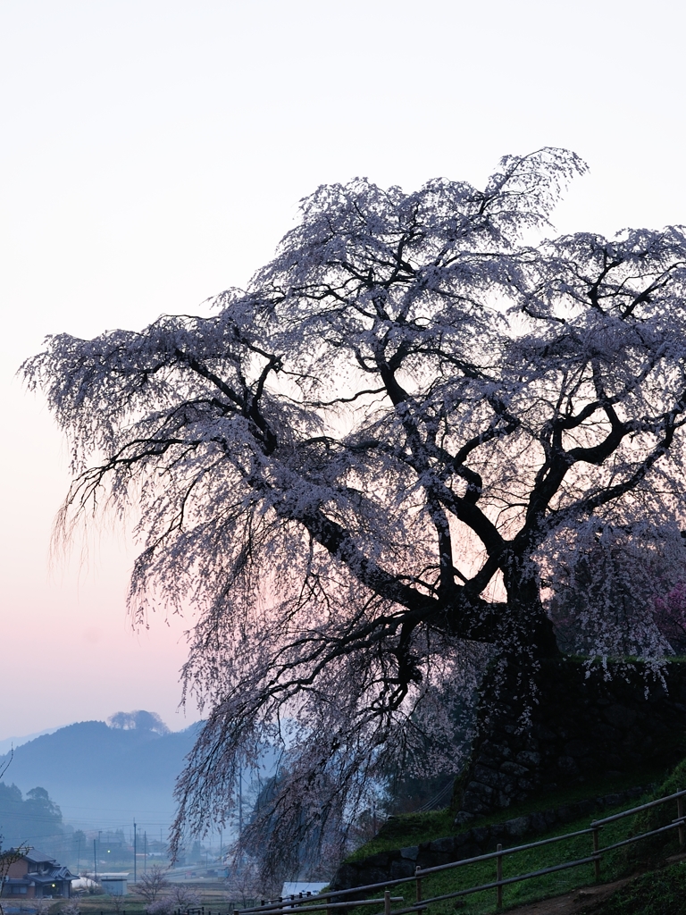 早朝の又兵衛桜