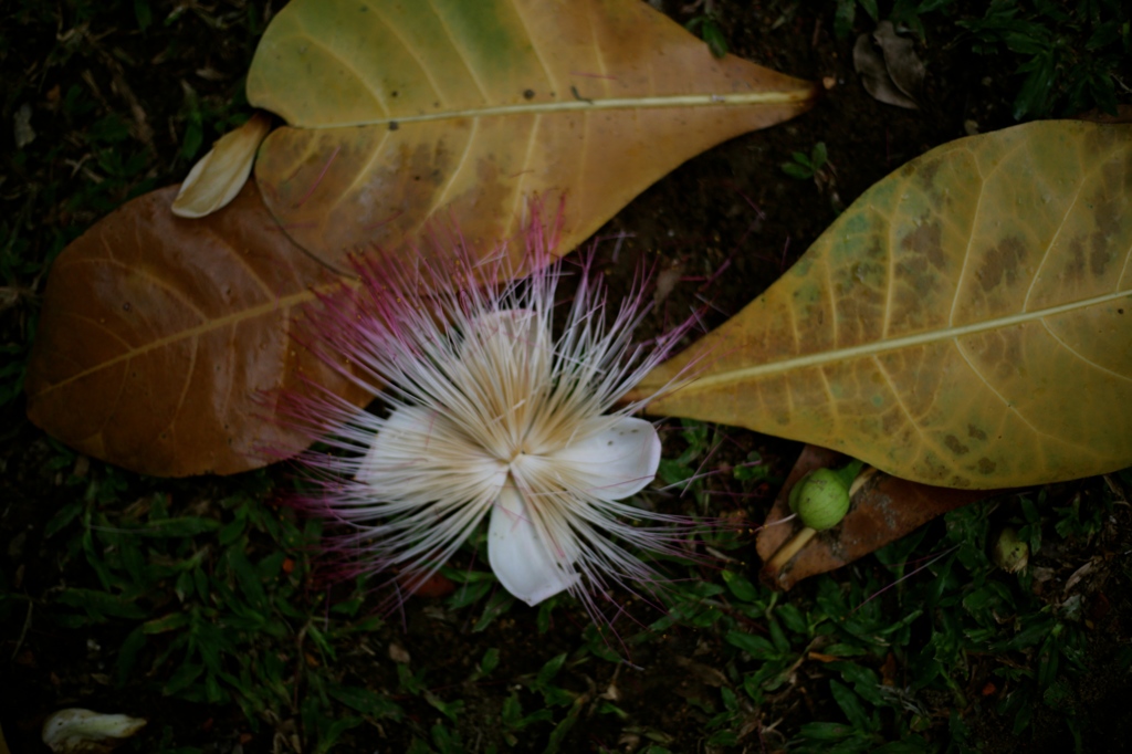 fall