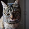 愛猫