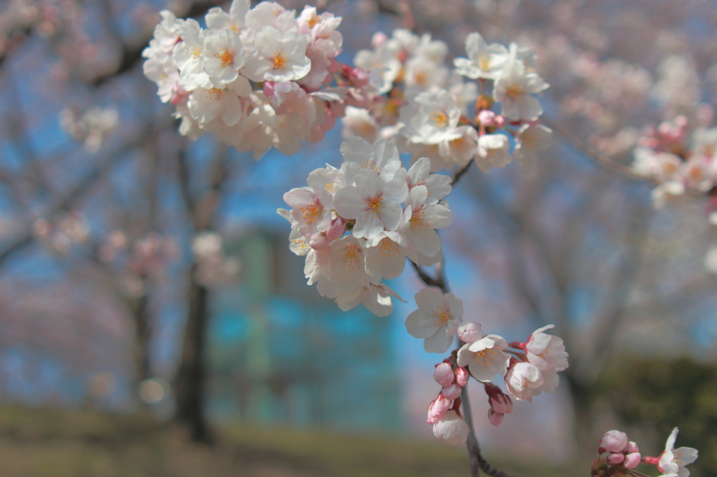便乗ＳＡＫＵＲＡ