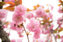 八重桜