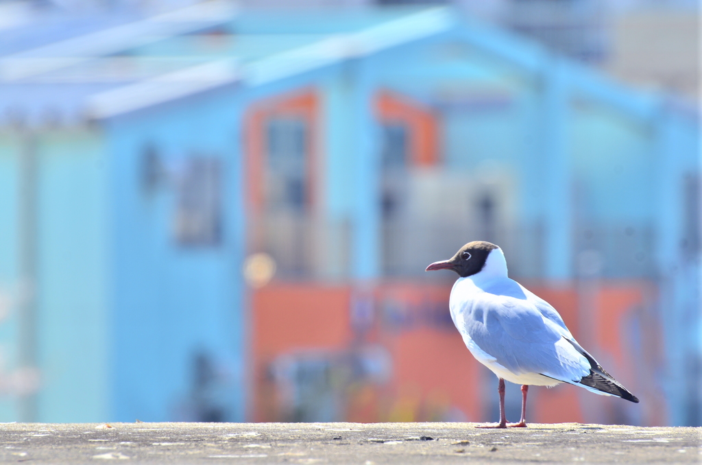 Phot