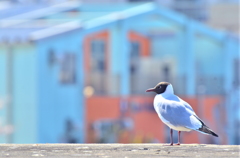 Phot