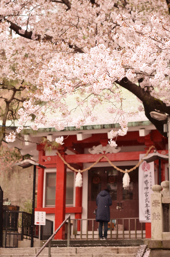 桜