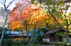瑞泉寺の紅葉