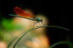 Phot