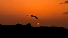 Phot