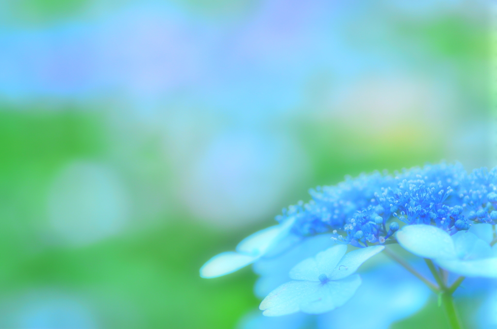 紫陽花