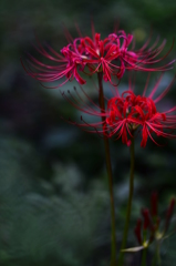 彼岸花