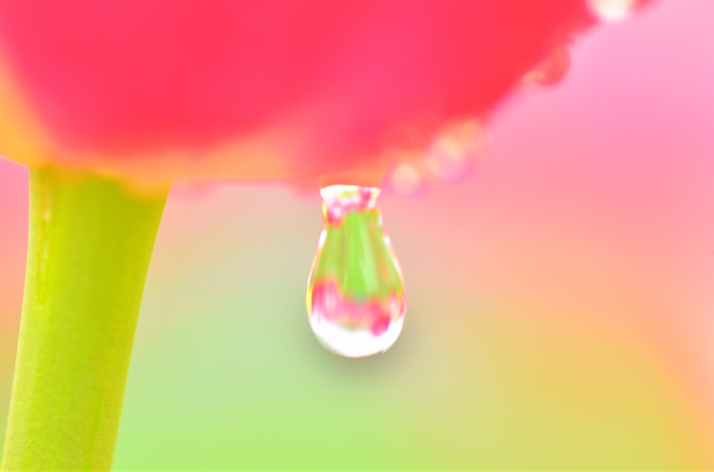 チューリップ