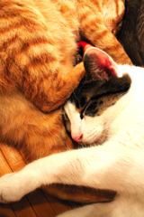 猫