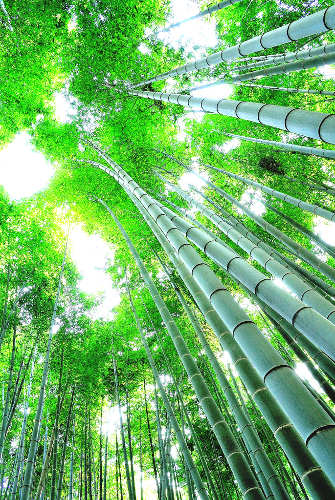 報国寺の竹林