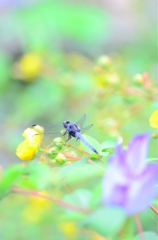 トンボ
