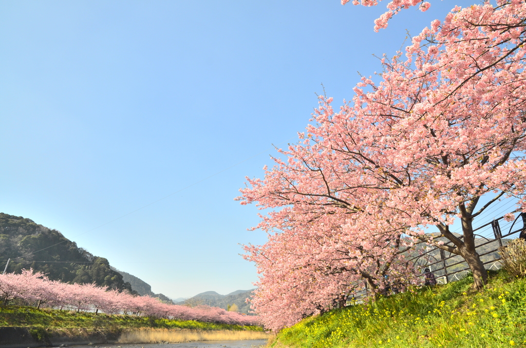 河津桜