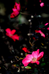 Phot