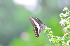 Ｐｈｏｔ