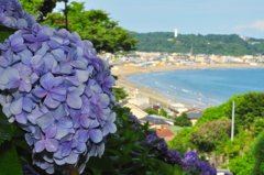 成就院の紫陽花