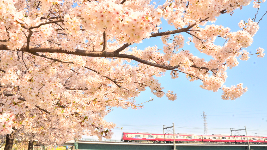 桜と京急