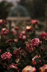 薔薇