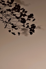 Phot