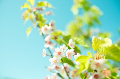 河津桜