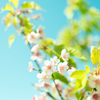 河津桜