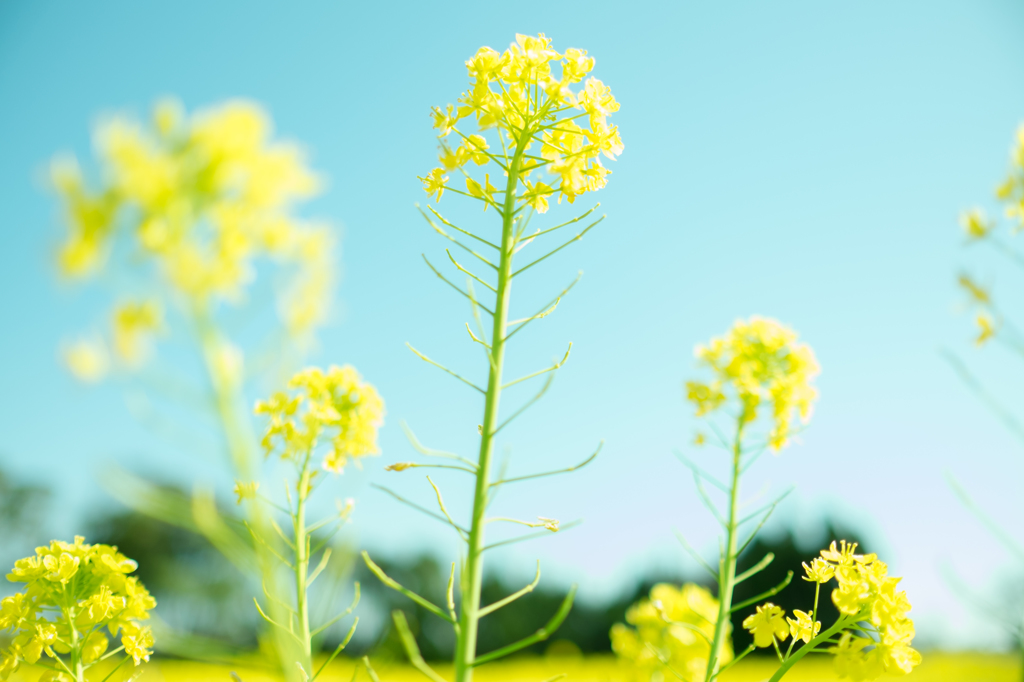 菜の花畑